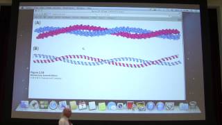 4 Kevin Aherns Biochemistry  Protein Structure I [upl. by Alleynad]