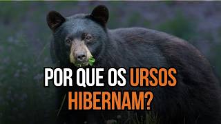 A BIOQUÍMICA da HIBERNAÇÃO dos ursos  Como o TECIDO ADIPOSO MARROM atua [upl. by Veradi]