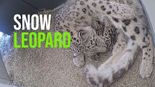 Two Snow Leopard Cubs Born At Your Toronto Zoo [upl. by Frida]