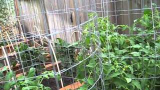 High Yield Tomato Plants 5080 lbs per Plant [upl. by Marlow]