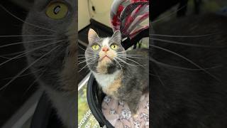 Three Conditions One Amazing Spirit Perfectly Different Cat specialneedscats catstory cats [upl. by Arnie]