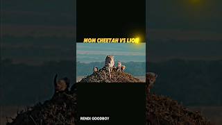 cheetah vs lion trending cheetah lion shorts animals wildlife youtubeshorts viralvideo [upl. by Nagard]