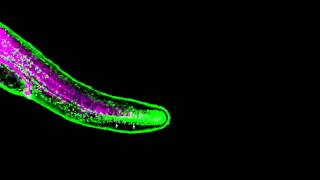 Zebrafish fin development [upl. by Lenneuq]