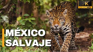 LA SELVA DE CHIAPAS  Vida Salvaje en México  Documental [upl. by Adiari405]