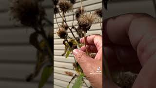 Herbalism minute Seed Saving special guest Elecampane seedsaving earthseeddetroit [upl. by Yks]