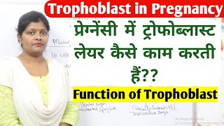 What is trophoblast in pregnancy  function of trophoblast  cytotrophoblast amp syncytiotrophoblast [upl. by Egan]