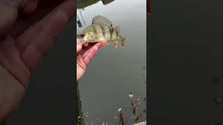 fishing fish perch fishinglife fun [upl. by Sension]