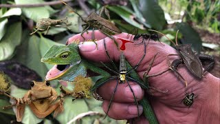 My hand was injured from a iguana bite‼️catch stink bugs frog orb spider black ant weevil beetle [upl. by Tail]