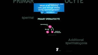 Which of the following cells goes through mitosis during spermatogenesis quiz humananatomy [upl. by Tarsus305]