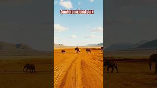 SAMBURU NATIONAL PARK  BEST ANIMAL RESERVE IN SUBSHARA [upl. by Gautea]