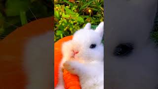 New viral effect shortsvideo viral shorts cute shortvideos cuteanimal trendingforyou [upl. by Burhans]