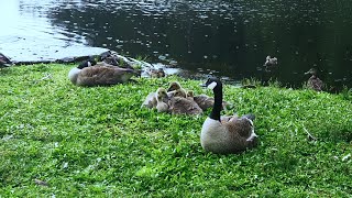 Geese and Goslings Pass on Lunch 🪿🐥😴 [upl. by Seaden]