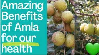 The Amazing Hidden benefits of Amla🌱💚gooseberryamlamedicinalplantsamlakefaydehealthbenefits🌿 [upl. by Birecree830]