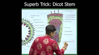 Superb Trick Dicot Stem  NEET Biology  AA Maam  Etoosindia shorts [upl. by Purvis]