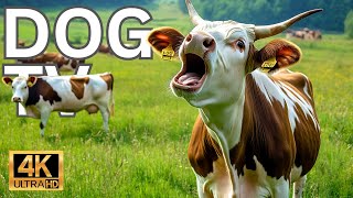 ERADICATE STRESS amp SOOTHE ANXIETY FOR YOUR HOME ALONE DOG with CALMING COWS IN GRASSY FIELDS [upl. by Eelyrehc525]