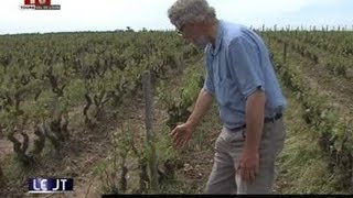 Grêle le vignoble de Vouvray sinistré [upl. by Anhsirk271]