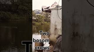 Two bosom crows httpswwwyoutubecomchannelUCdUZ9zKeBkP8oH7ioqpKCeg [upl. by Stromberg]