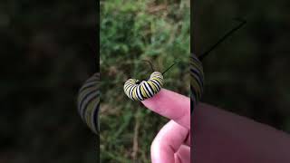 Monarch Butterfly Caterpillar [upl. by Quar290]