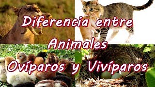 Diferencia entre Animales Ovíparos y Vivíparos ¿Cómo se Reproducen [upl. by Brade279]