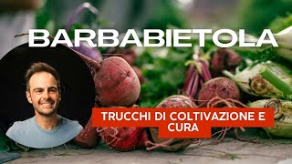 BARBABIETOLA DA ORTO trucchi e tecniche per coltivarla al meglio [upl. by Thorrlow]