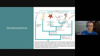 Introdução a Deuterostomia [upl. by Yeltnerb]