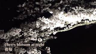 CHERRY BLOSSOM AT NIGHT 🌸夜桜MAY KAGEYAMA CherryblossomshortMaykageyama [upl. by Cleo]