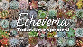 Todas las ESPECIES de ECHEVERIA del Mundo  194 Suculentas [upl. by Landan]