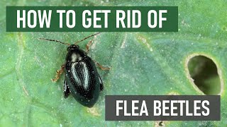 How to Get Rid of Flea Beetles 4 Easy Steps [upl. by Milton]