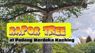 KAPOK TREE Pokok kekabu tertua di Padang Merdeka Kuching [upl. by Alyekahs]