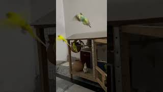 Budgies Playing amp Flying Freely Outside the Cage  Fun Parrot Playtimebudgiebliss babyanimals [upl. by Doughty]