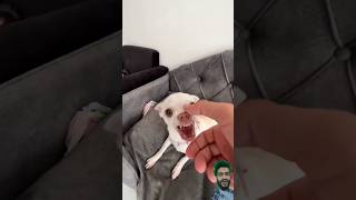 Video for kids chihuahua dog funny puppy pets comedy shortfeed shorts trending [upl. by Akirdnas]