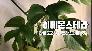 히메몬스테라 컷팅  물꽂이 amp 수태말이 번식  Rhaphidophora tetrasperma  Cutting propagation [upl. by Winters]