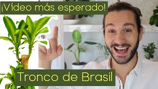 ðŸŒ´ Tronco de BRASILðŸŒ´ Cuidados PALO de Brasil  Dracaena fragrans massangeana ðŸ˜ [upl. by Mistrot]