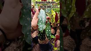 Begonia polkadot cwakep tanamanhiasbegonia garden begonias [upl. by Tini]