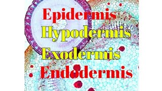 Epidermis Endodermis Exodermis Hypodermis Epiblema  Exodermis amp Hypodermis in plant anatomy [upl. by Erdnael]