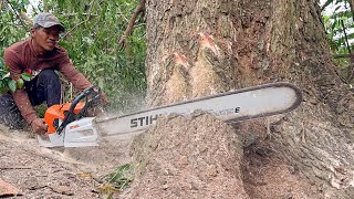 Stihl ms 881 first start amp cutting ‼️ Cut down 2 decades old trees [upl. by Noryd]