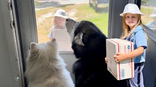 Giant Dogs Receive Delivery From Adorable Girl In Mail Lady Costume alaskanmalamute husky [upl. by Anatnas926]