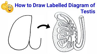 how to draw transverse section of testis  how to draw testes step by step how to draw ts of testis [upl. by Saber]