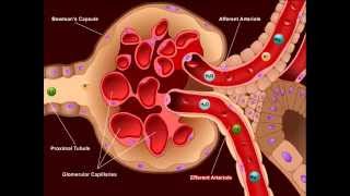 USMLE® Step 1 High Yield Nephrology Diuretics [upl. by Pratte]