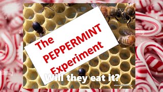 Will the bees eat the pollen patty with the Peppermint [upl. by Hussein]