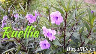 Ruellia simplex  Ruellia brittoniana  Mexican petunia  wild petunias Ruellieae [upl. by Dnalra903]