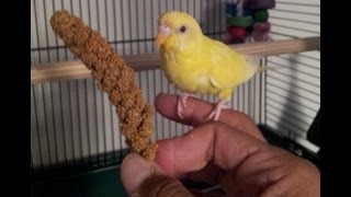 Teaching a parakeet to perch on your hand [upl. by Cann18]