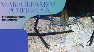 Макробрахіум Розенберга або Гігантська прісноводна креветка Macrobrachium rosenbergii [upl. by Noramac980]