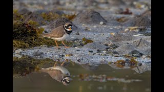 Photographing shorebirds [upl. by Annahoj236]