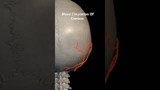 circulation anatomyandphysiology cardiovascularsystem [upl. by Bostow]