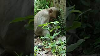 Lonely boy animalscutewildlifehanumanviralvideo zooviralshortmonkeymonkeybabyfunny [upl. by Nois336]