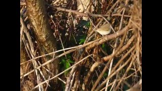 Siberian Chiffchaff calling [upl. by Eartnoed]