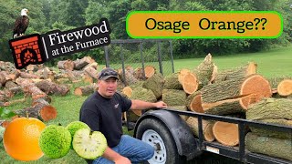 OSAGE ORANGE FIREWOOD  24 [upl. by Adlin228]