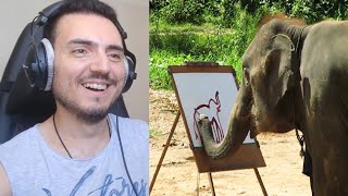 Suda  The Painting Elephant Reaction [upl. by Grete615]