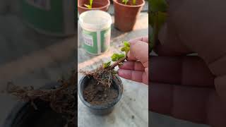 trendingantifungal treatment hydrangea plant repottingsavings a dying plant 💞 [upl. by Netsirhk719]